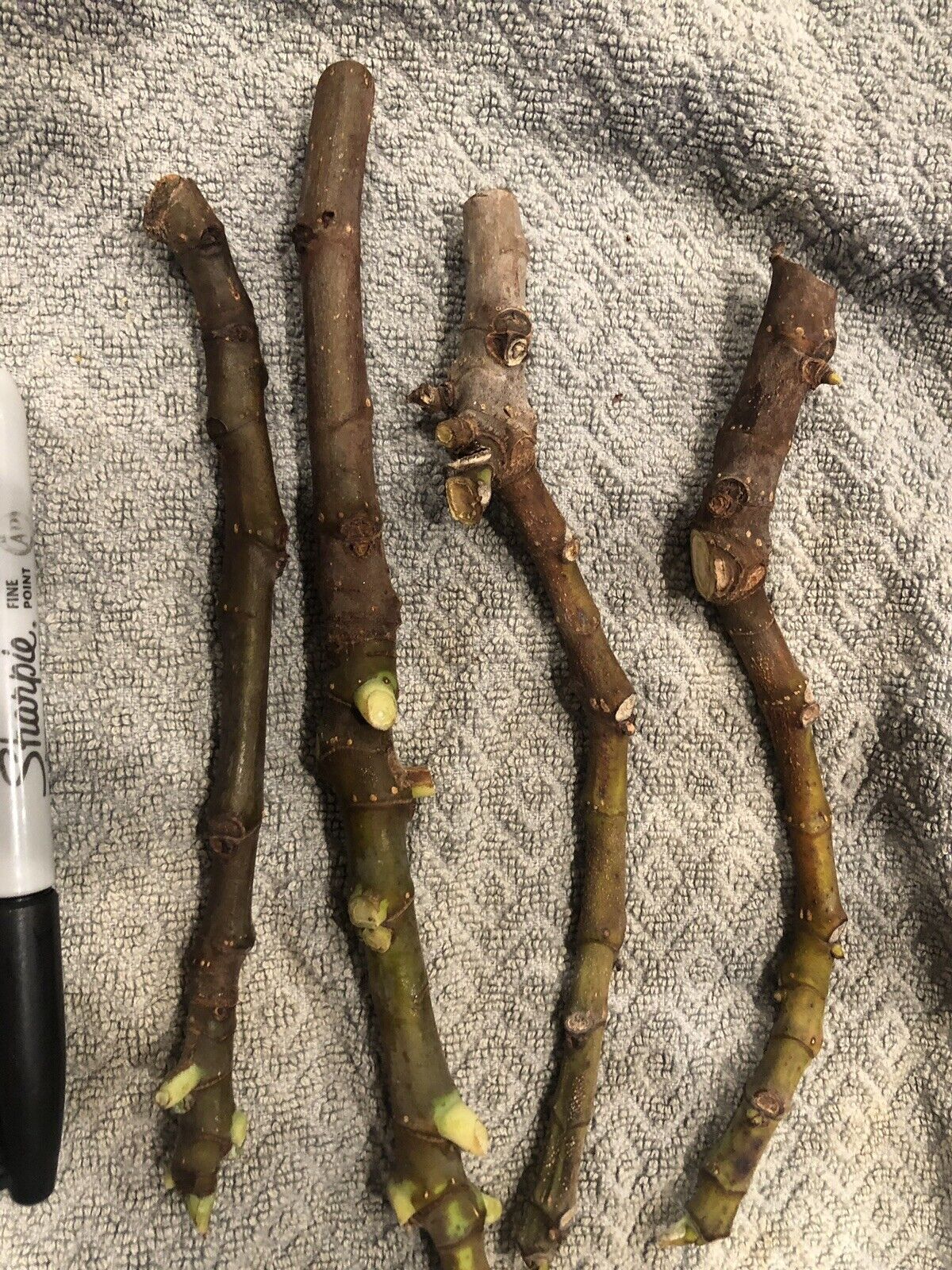 3 Fig Tree cuttings "White Adriatic"