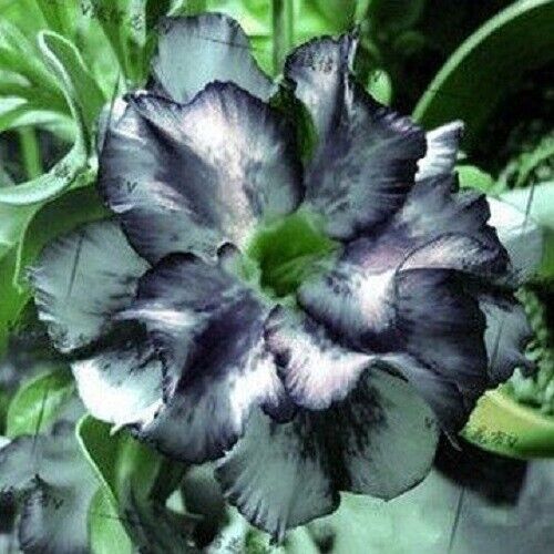 4 Desert Rose Seeds - Adenium Obesum
