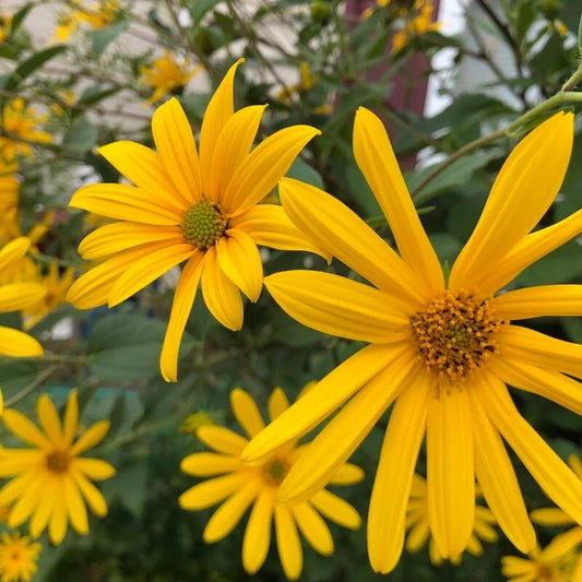 Close-up of bright yellow flowers with green leaves in the background