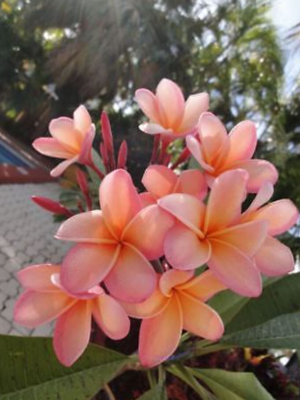 5 Light Pink Orange Plumeria Seeds