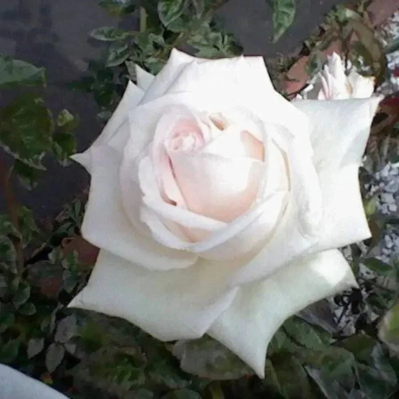 Close-up of a white rose with green leaves in the background