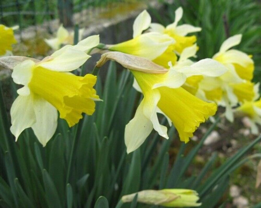 5 Wild Daffodil Bulbs