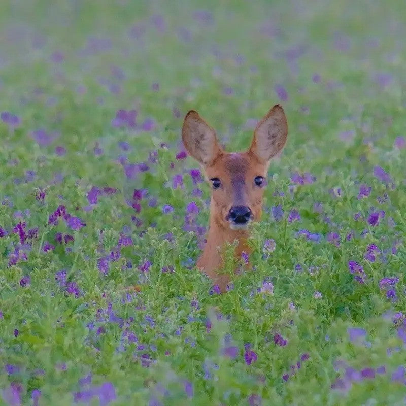 Deer in food plot with alfalfa and clover mix