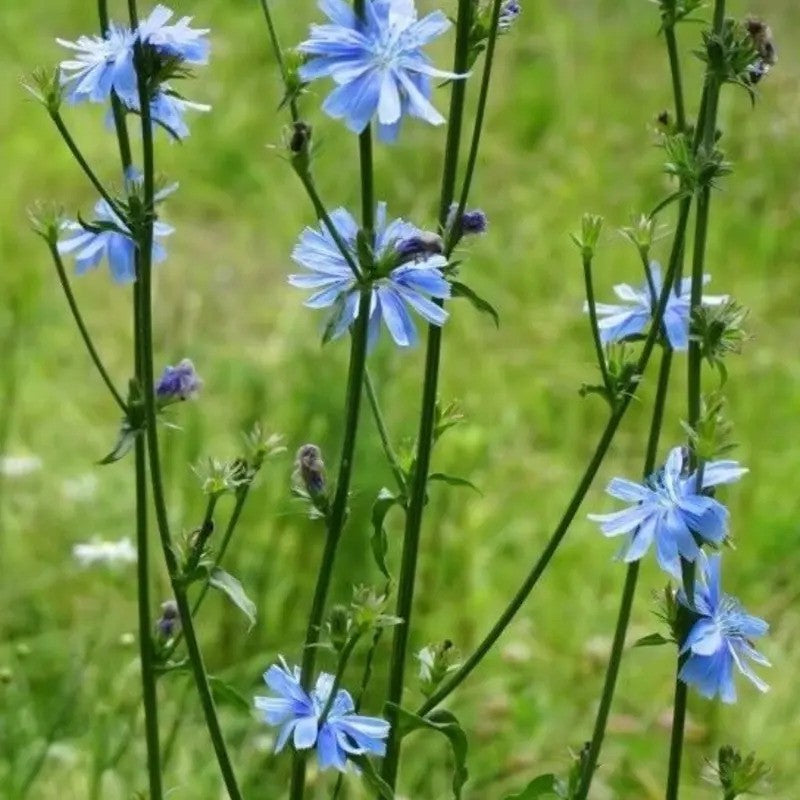 Chicory plant with blue flowers in wildlife food plot