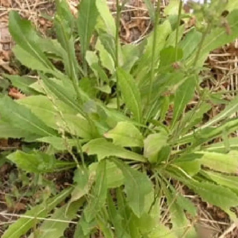 Young chicory plant growing in soil