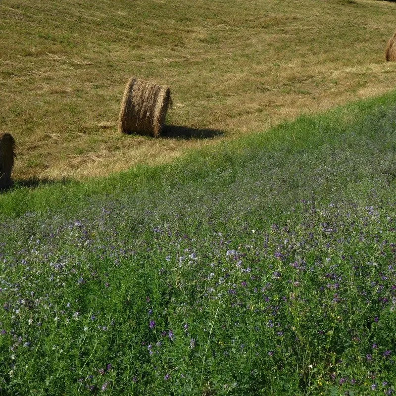 Alfalfa food plot with hay bales in field