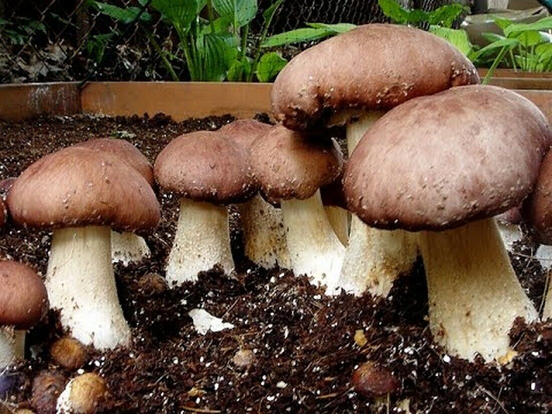 Wine Cap Mushroom Grain Spawn – 1lb (Stropharia rugoso-annulata)