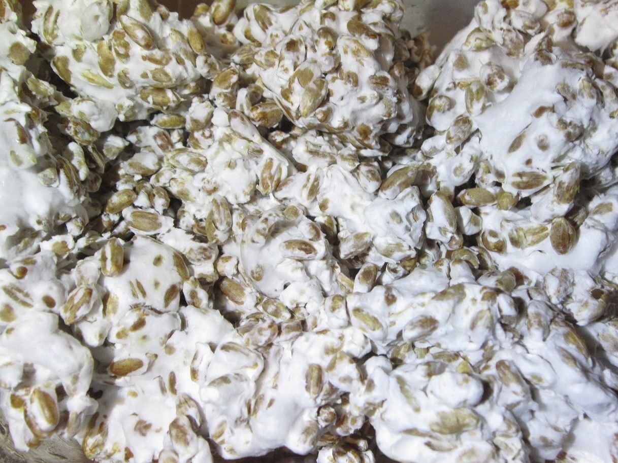 Wine Cap Mushroom Grain Spawn – 1lb (Stropharia rugoso-annulata)
