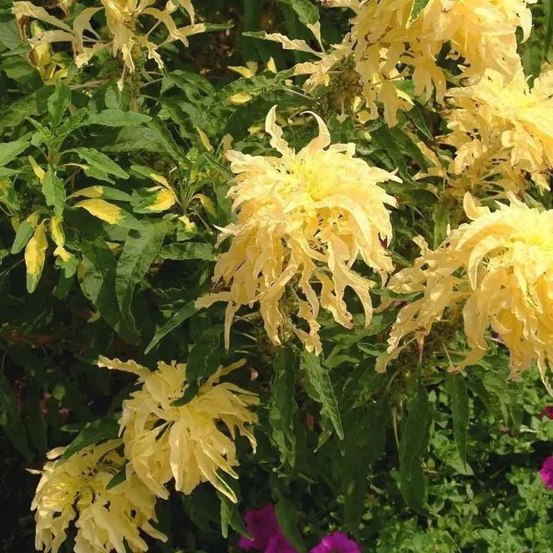 Yellow flowers with green leaves in a natural setting