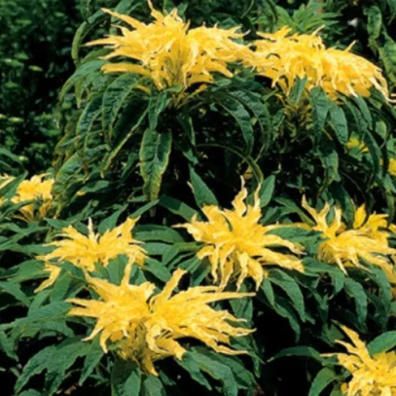 Yellow flowers with green leaves on a blurred natural background