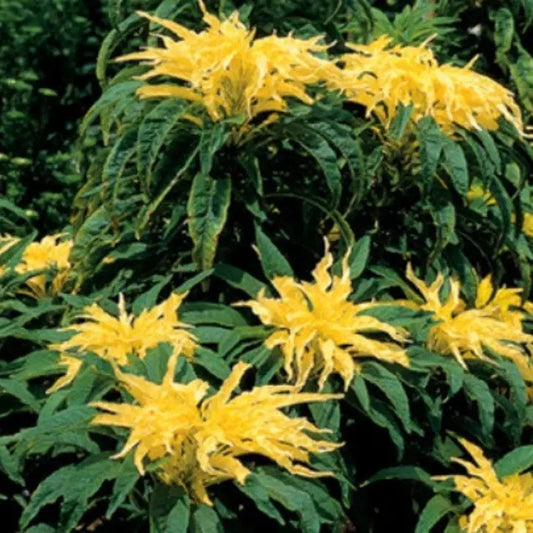 Yellow flowers with green leaves on a blurred natural background