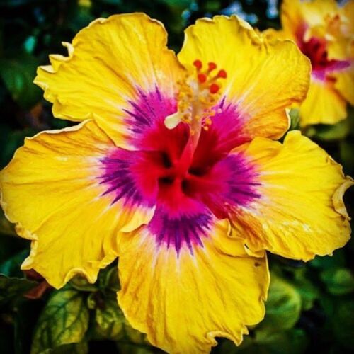 20 Giant Hibiscus Flower Seeds - 18 Color
