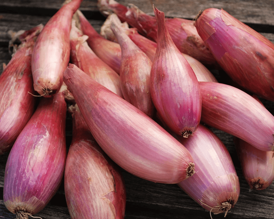 200 Zebrune Shallot Seeds