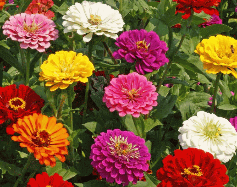 100 Zinnia California Giant Mix Seeds