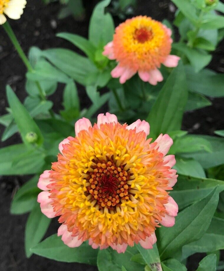 10 Zinnia 'Zinderella Peach' Seeds
