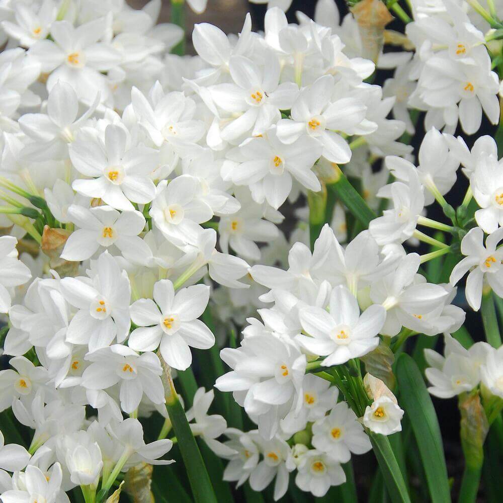10 Ziva - Paperwhites Flower Bulbs (14-15cm)