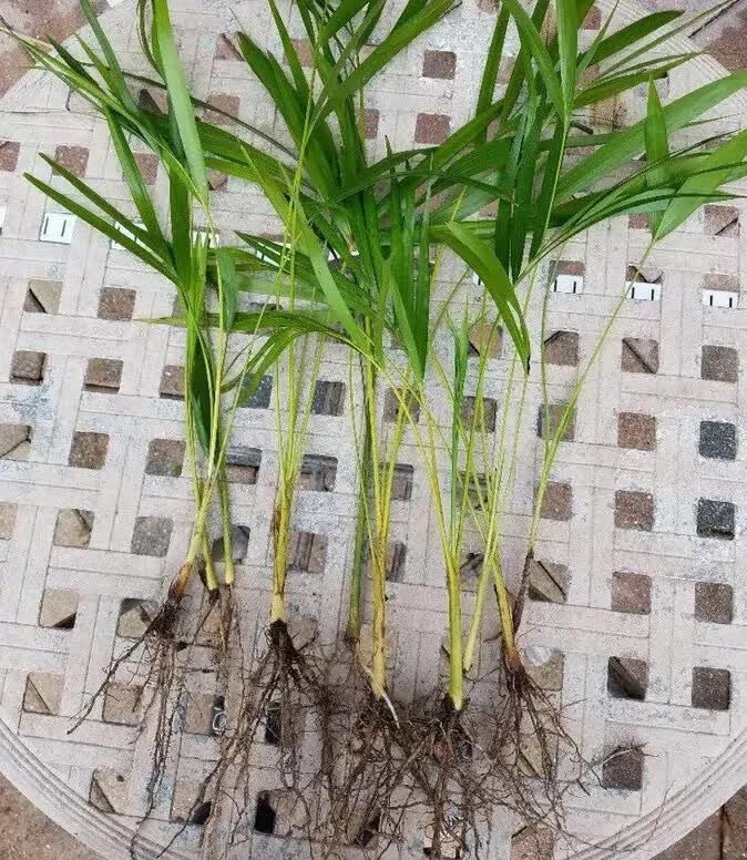 6 Areca Palm 8” Seedling - Live Rooted Plant Tropical