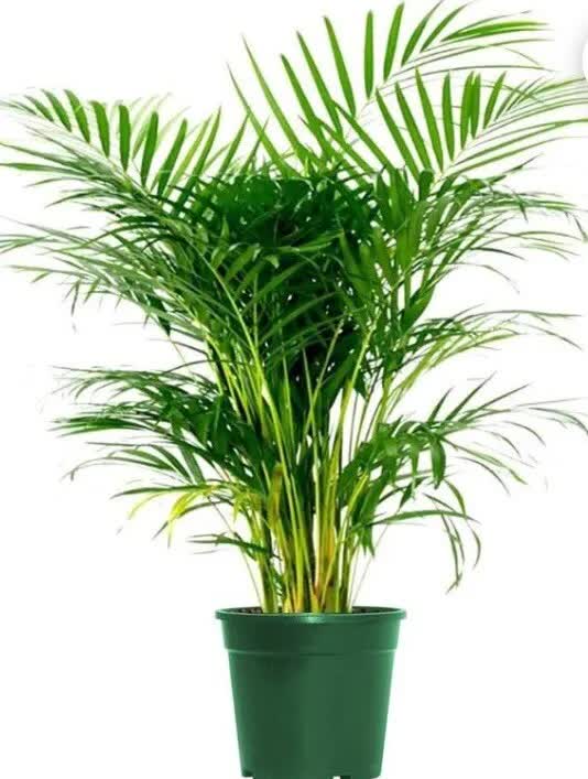 6 Areca Palm 8” Seedling - Live Rooted Plant Tropical