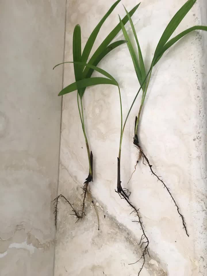 6 Areca Palm 8” Seedling - Live Rooted Plant Tropical