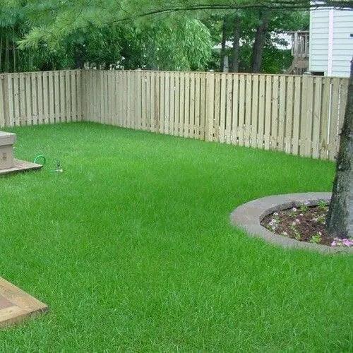 Argentine Bahia Grass Seeds - Seed World