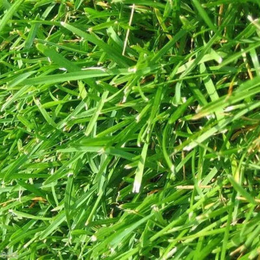 Argentine Bahia Grass Seeds - Seed World