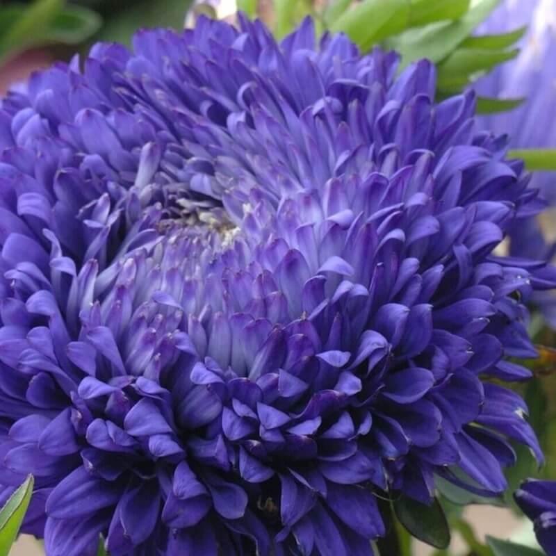 Aster - Callistephus Tall Paeony Duchess Seeds - Seed World