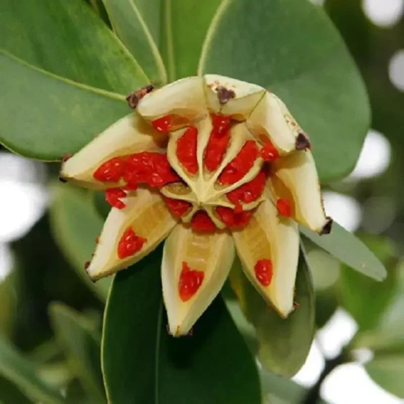 Autograph Tree Seeds – Clusia Rosea Major - Seed World