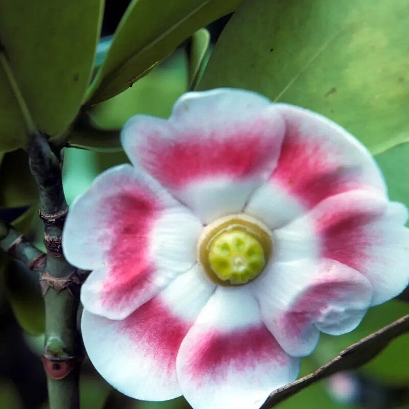 Close-up of a single Autograph Tree flower with white petals and pink-red rings surrounding a yellow center.