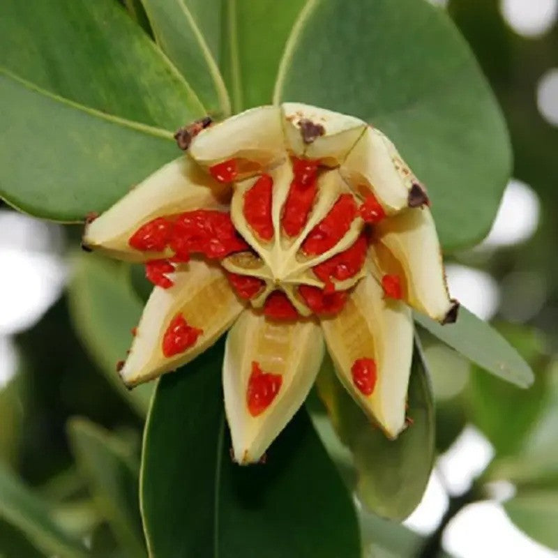 Open Autograph Tree fruit revealing vivid red seeds inside a segmented yellow pod.