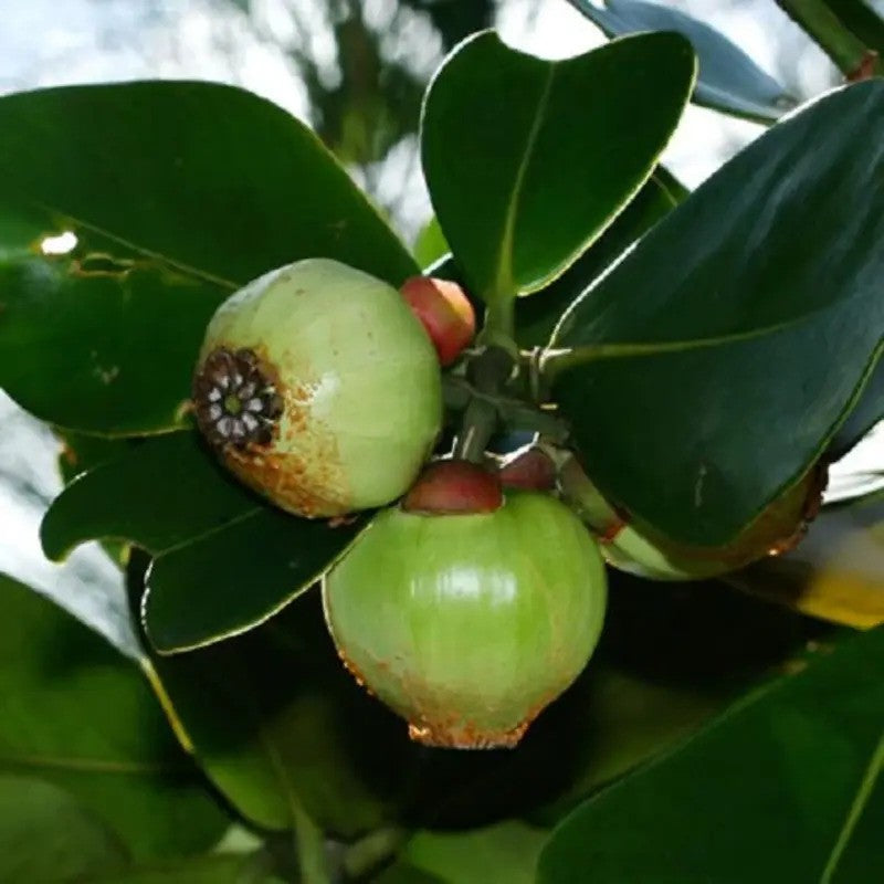 Autograph Tree fruits on the branch with glossy dark green leaves in sunlight.