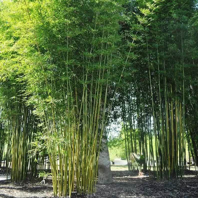 50 Bambusa Oldamii Bamboo