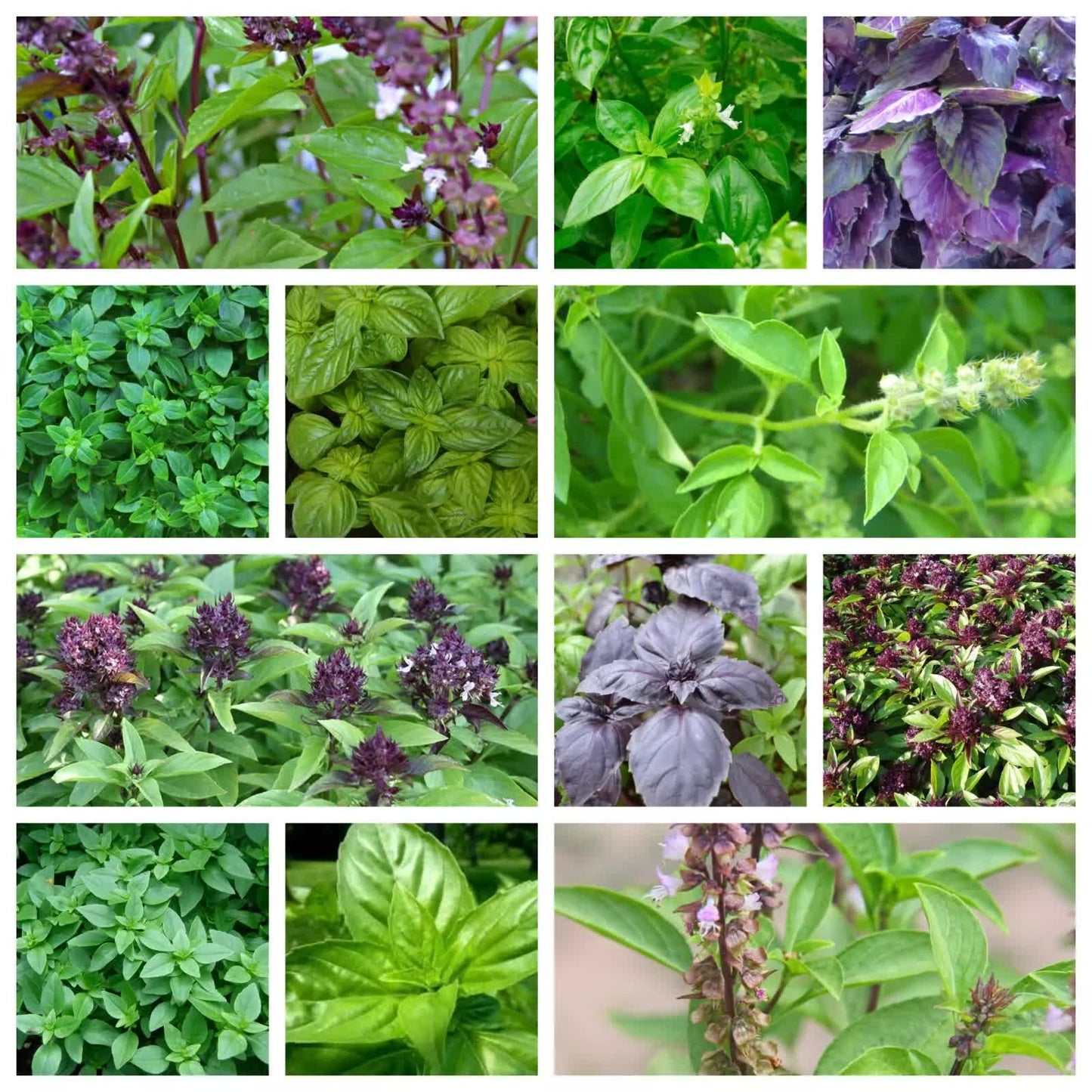 3000 Basil Seeds Collection, NON-GMO, 12 Different Varieties