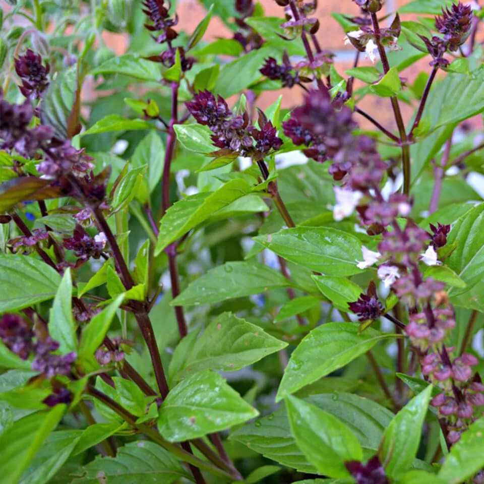3000 Basil Seeds Collection, NON-GMO, 12 Different Varieties