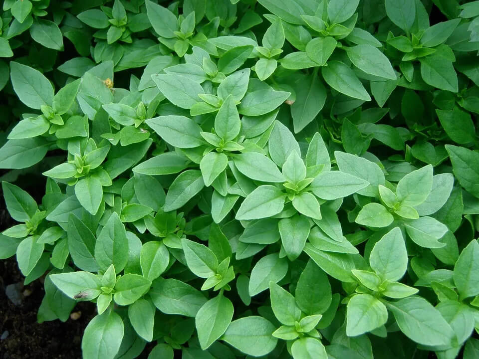 3000 Basil Seeds Collection, NON-GMO, 12 Different Varieties
