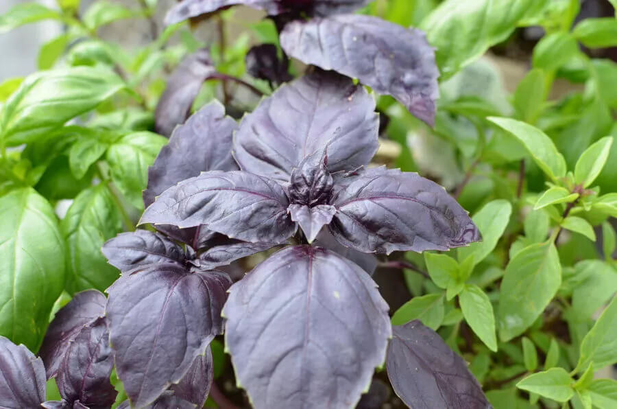 3000 Basil Seeds Collection, NON-GMO, 12 Different Varieties