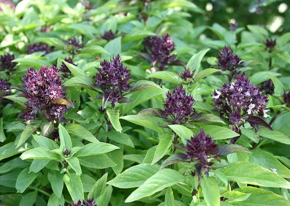 3000 Basil Seeds Collection, NON-GMO, 12 Different Varieties