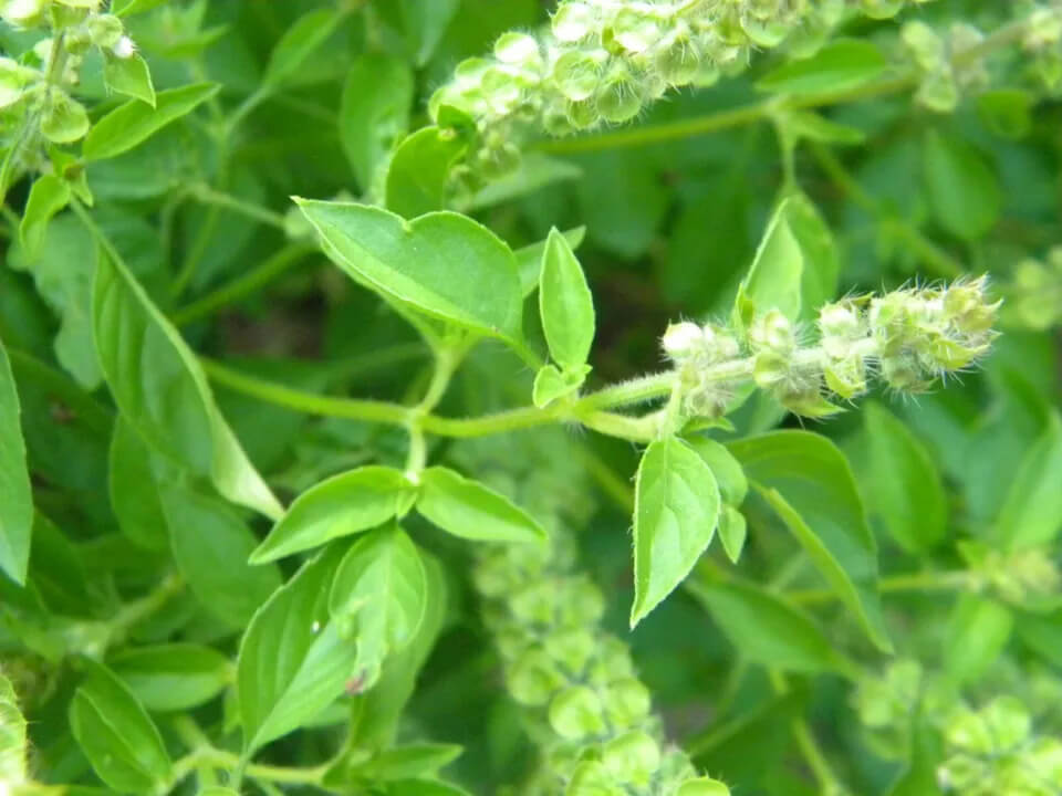 3000 Basil Seeds Collection, NON-GMO, 12 Different Varieties