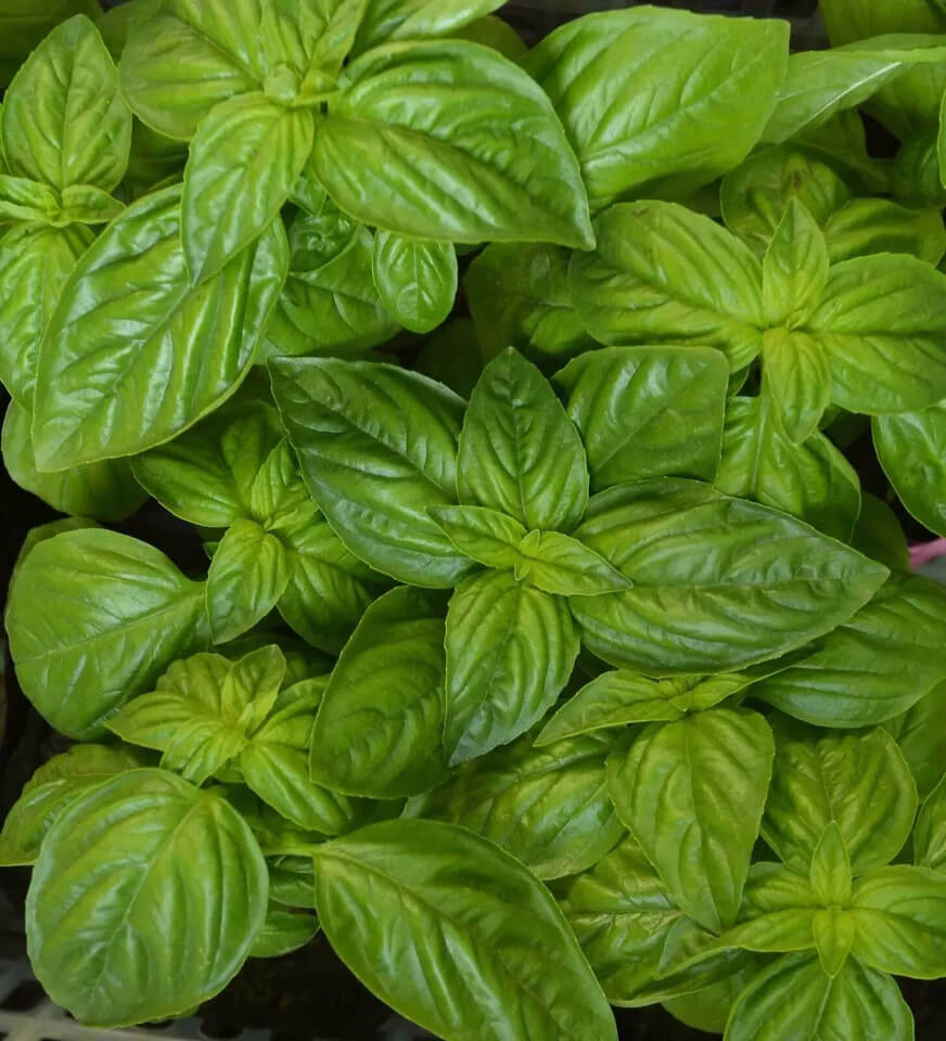3000 Basil Seeds Collection, NON-GMO, 12 Different Varieties
