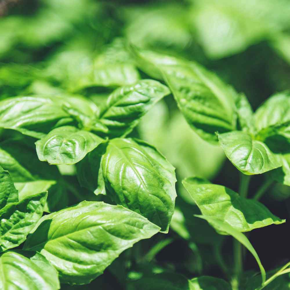 2000 Basil Seeds - Sweet Large Leaved