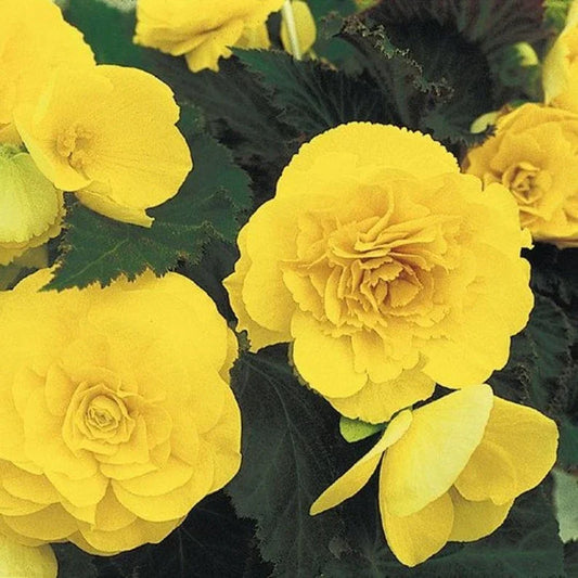 Begonia Double Yellow Flower Seeds - Seed World