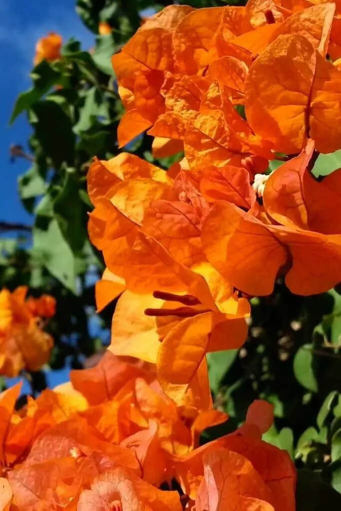 1 Live Bougainvillea - Well Rooted - Starter Plug