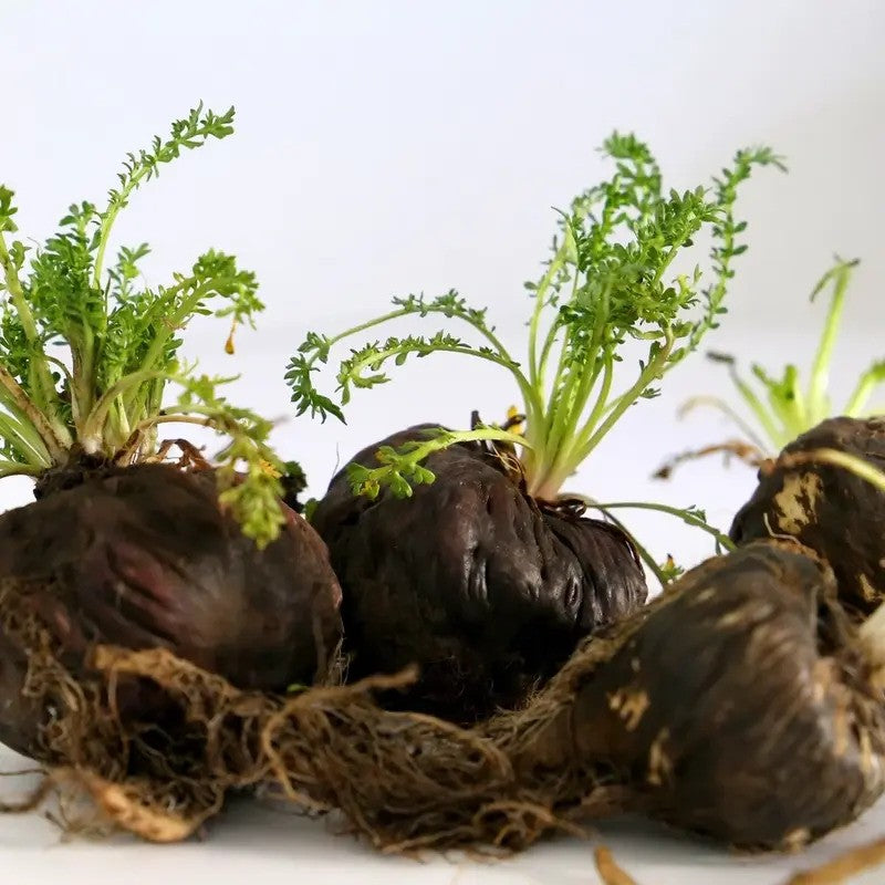 Black radishes with green tops on a white background