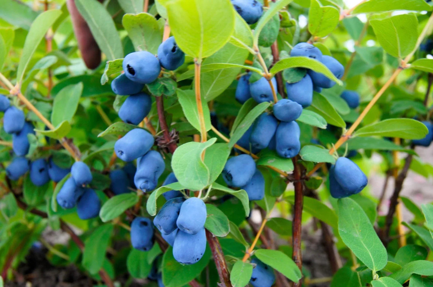 Close-up of ripe blue honeysuckle (honeyberry) fruits on the shrub