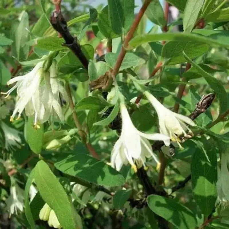 Blue Honeysuckle Seeds (Honeyberry) – Lonicera caerulea - Seed World