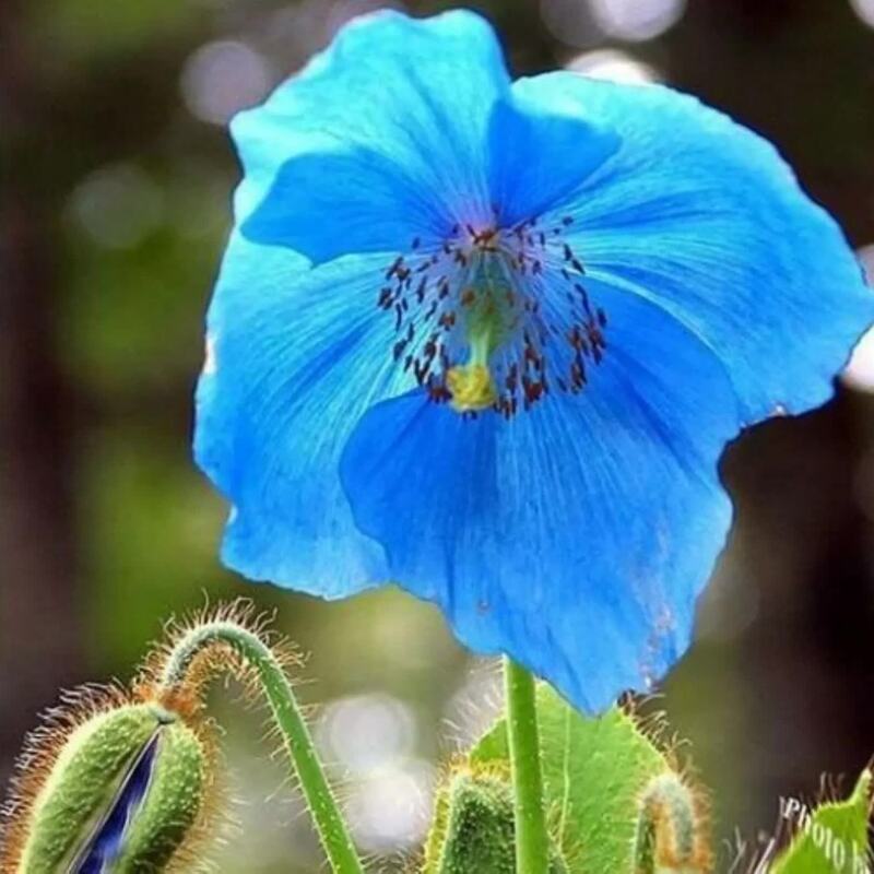 Close-up of rare Tibetan Blue Poppy with bright yellow center
