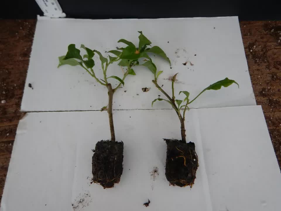 1 Live Bougainvillea - Well Rooted - Starter Plug