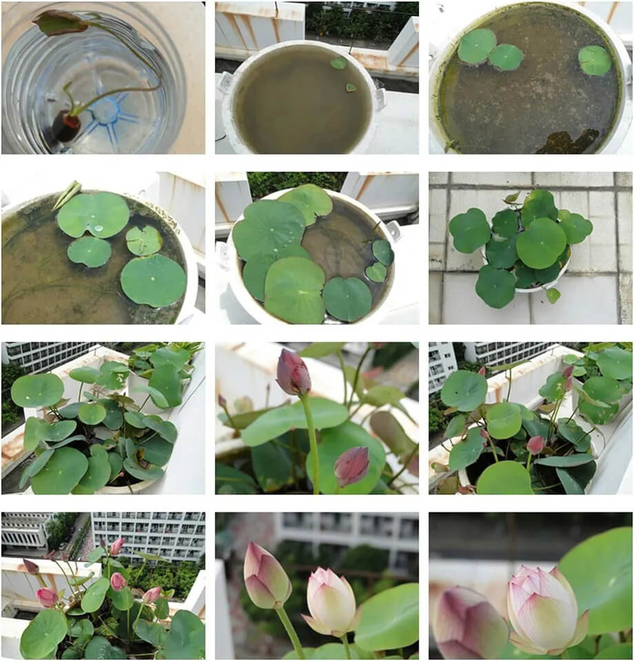 10 Bowl Lotus Seeds - Mix