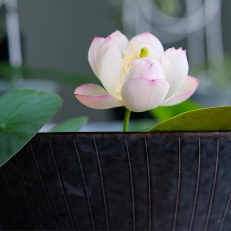 10 Bowl Lotus Seeds - Mix