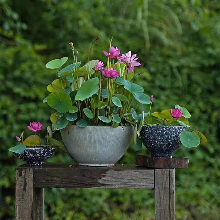 10 Bowl Lotus Seeds - Mix