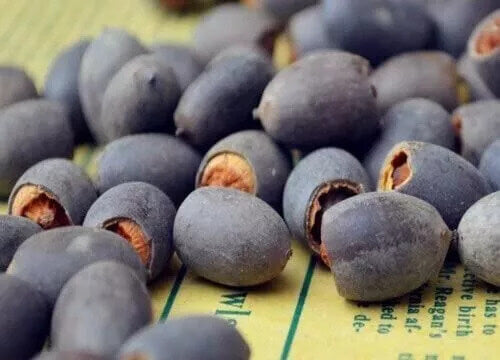 10 Bowl Lotus Seeds - Mix